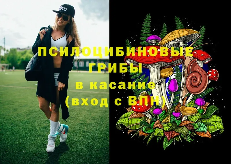 Псилоцибиновые грибы Psilocybe  OMG как войти  Гагарин 