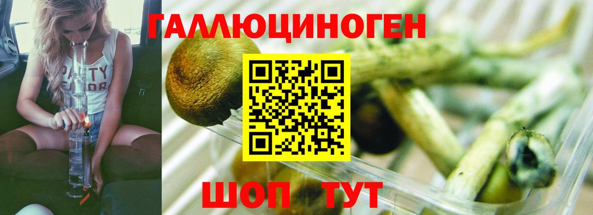Гагарин  Псилоцибиновые грибы Psilocybe  Вход с VPN 